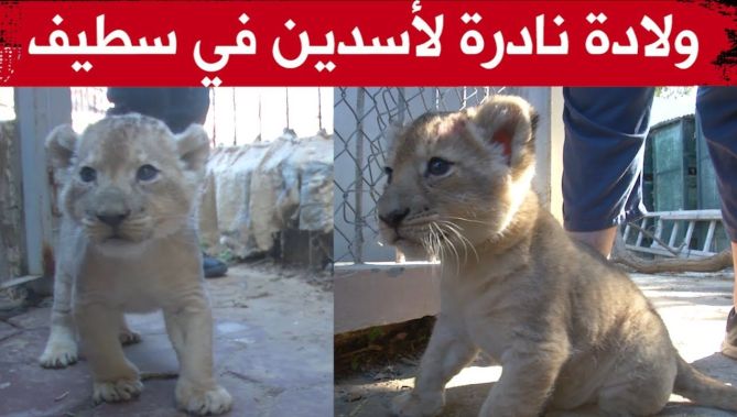 ولادة نادرة لشبلين من فصيلة "أسود كينيا" المهددة بالإنقراض في سطيف شاهدوا: