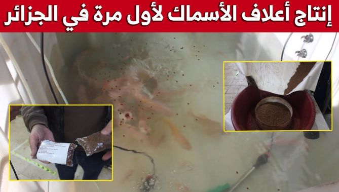 في تجربة هي الأولى في الجزائر.. شاب من بومرداس ينجح في إنتاج أعلاف الأسماك وتسويقها محليا