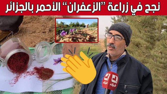 إنتاج #الزعفران.. زراعة ناجحة وإضافة هامة للإقتصاد الوطني.. شاهد: