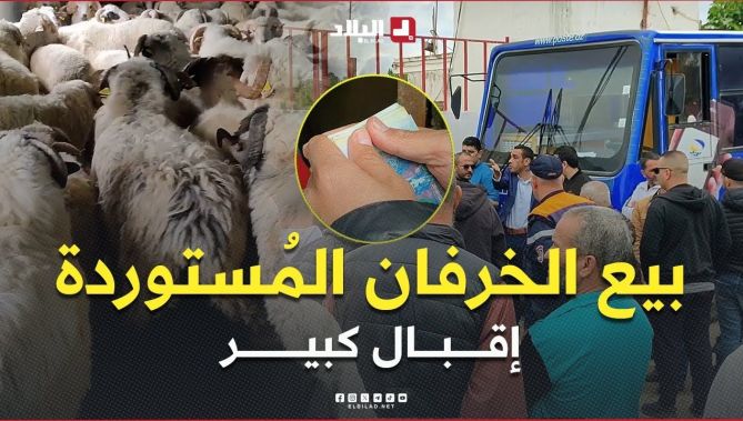 #البويرة .. إقبال كبير للمواطنين على نقاط بيع الخرفان المُستوردة