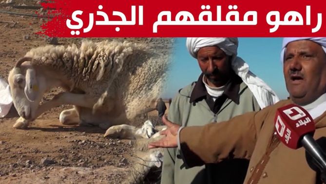 موالو ولاية #الجلفة يدقون ناقوس الخطربسبب تفشي "الجذري" وسط مواشيهم..شاهدوا