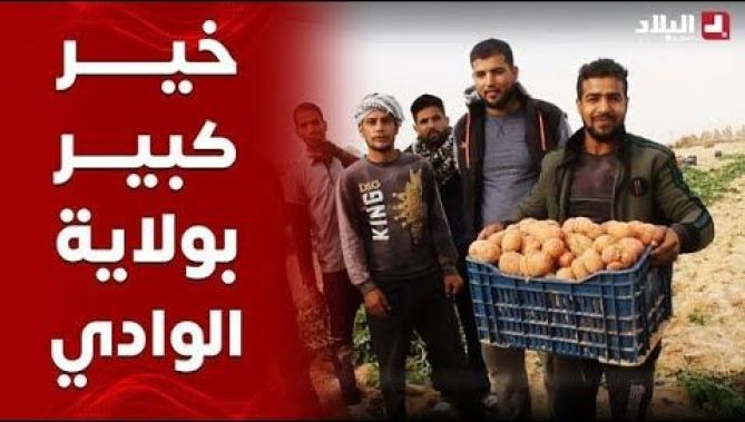 شاهدوا بداية جني المحصول البطاطا بولاية الوادي