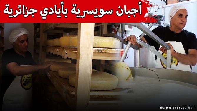 أجبان على الطريقة السويسرية .. تصنع في الجزائر