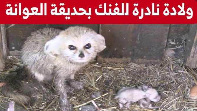 جيجل: حديقة الحيوانات بـ"العوانة" تشهد ولادة نادرة لتوأم ثعلب الصحراء.. شاهد