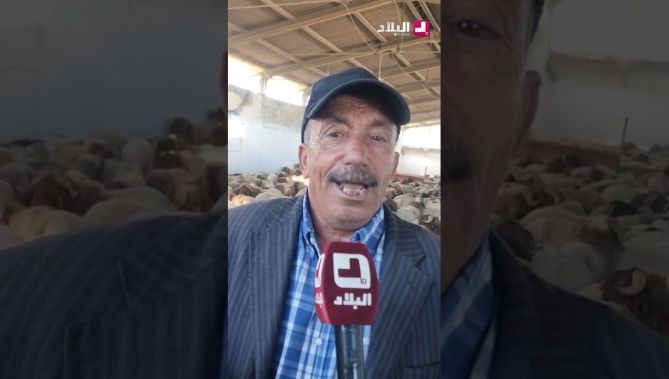 وصول شحنة ثالثة من الكباش المستوردة إلى #عنابة .. #شاهدوا