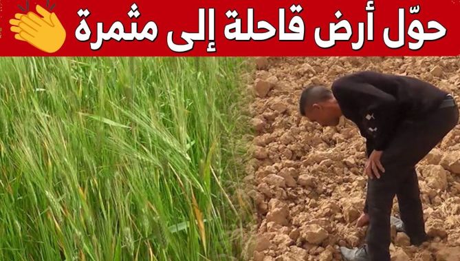 نذير من خنشلة.. فلاّح تمكّن من تحويل مساحات "بور" إلى أرض منتجة للخيرات.. شاهد