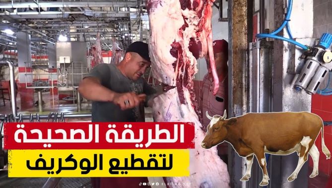 شاهدوا الطريقة المثالية لذبـ. .ح وسلخ وتقطيع "الوكريف" بكل سهولة واحترافية