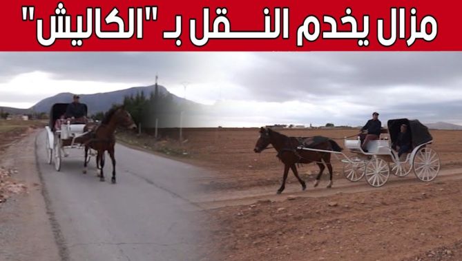 "الكاليش".. وسيلة نقل تقليدية تتوارثها الأجيال وفاءً للأجداد بـ #أم_البواقي.. شاهد: