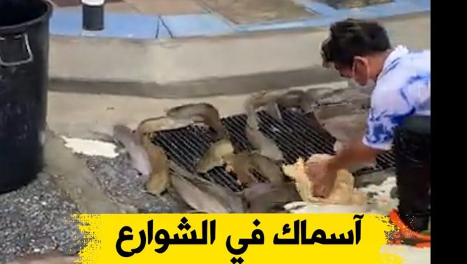 أسماك في الشوارع بتايلاندا بعد الفيضانات