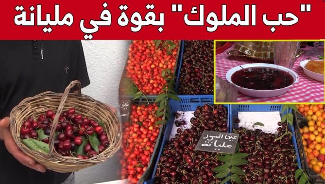 عين الدفلى: الوفرة تنعش احتفالات "يوم الكرز" بمدينة مليانة