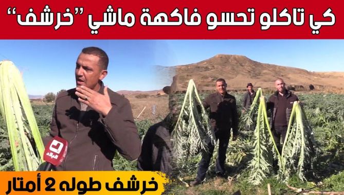 خرشف" عملاق بطول الإنسان يصنع الحدث في المدية... شاهدوا"