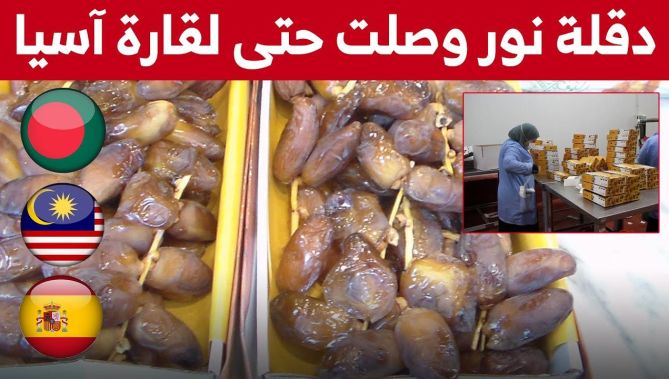 دقلة نور تصل إلى بنغلادش وماليزيا.. وولاية الوادي تحقق رقما قياسيا في إنتاج هذا النوع من التمور