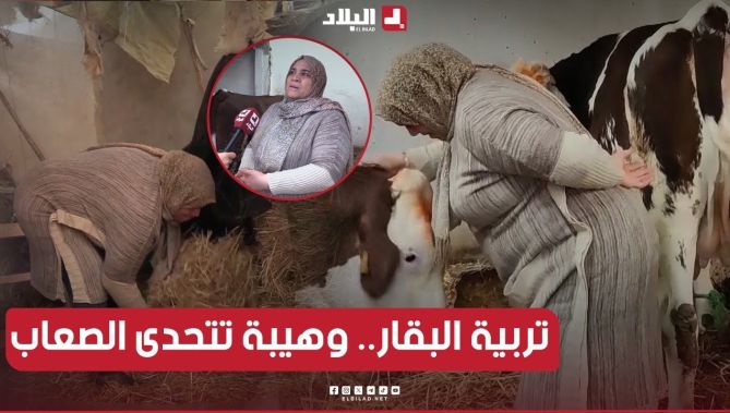 🎥"وهيبة" من #المدية.. امرأة تروي قصة نجاح ملهمة في تربية الأبقار وتحدي الصعاب👏.. #شاهد