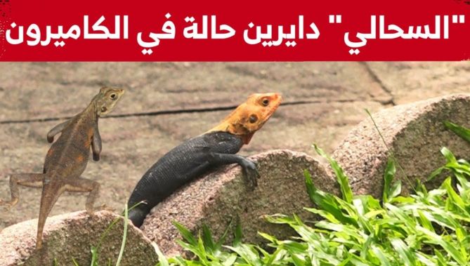 شاهدوا.. فيديو طريف لمجموعة من السحالي في شوارع مدينة دوالا الكاميرونية