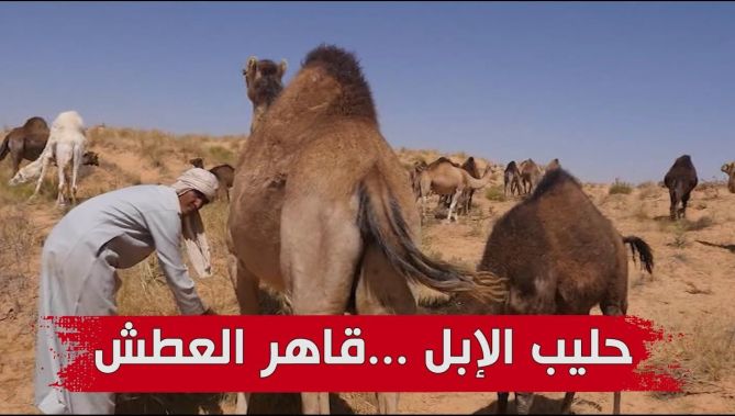 حليب الإبل ...يقهر عطش سكان الصحراء و يقوي مناعتهم