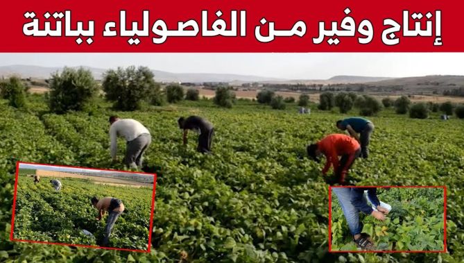 فلاحون يرفعون التحدي ويحققون إنتاجا وفيرا من الفاصولياء بباتنة.. شاهد: