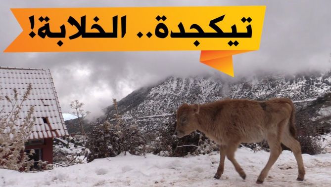 أجمل المناظر الخلابة بحظيرة تيكجدة بعد تساقط الثلوج..
