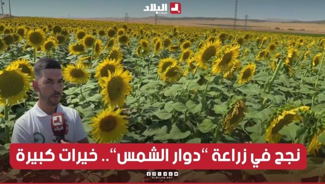 باتنة: "شوقي" فلاح ينجح في زراعة "دوار الشمس" كأول تجربة له
