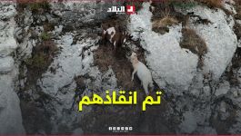 #شاهدوا تفاصيل إنقاذ 5 رؤوس من المعز حاصرتها التضاريس القاسية بقمة جبلية