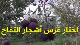 "كانوا يضحكوا عليا".. #شاهدوا شابًا من أعالي سطيف يترك مهنة البناء ويختار غرس أشجار التفاح.