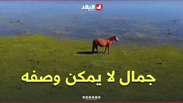 "جمال لا يمكن وصفه❤️".. اكتشفوا سحر محمية "طونقة" وما تزخر به من #مناظر_طبيعية_خلابة🦩
