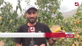 "فاكهة طول العمر".. #شاهدوا فلاح يصنع قصة نجاح من إنتاج البلاكمين