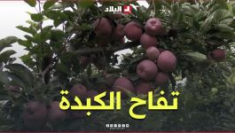 موسم جني "تفاح الكبدة" في باتنة.. جودة عالية ومذاق لا يقاوم.. #شاهدوا