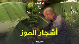"ركزنا على أشجار الموز".. #شاهدوا كيف استطاع فلاح زراعة فواكه استوائية  في مرتفعات البويرة الباردة!