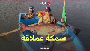 "سمكة عملاقة في سد بالصحراء"..  صياد يتمكن من اصطياد سمكة تزن حوالي 45 كلغ بولاية البيض