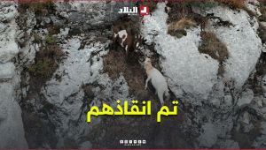 #شاهدوا تفاصيل إنقاذ 5 رؤوس من المعز حاصرتها التضاريس القاسية بقمة جبلية