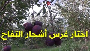 "كانوا يضحكوا عليا".. #شاهدوا شابًا من أعالي سطيف يترك مهنة البناء ويختار غرس أشجار التفاح.