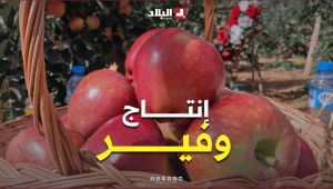 باتنة : انطلاق عملية جني التفاح.. وسط توقعات بإنتاج وفير