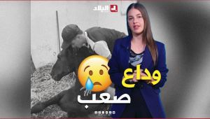 تفاعل+ سافر معه من غرداية إلى العاصمة.. ثم رحل عنه  لحظات وداع صعبة عاشها "أمين" بعد فقد حصانه سيزار