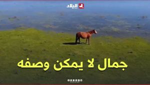 "جمال لا يمكن وصفه❤️".. اكتشفوا سحر محمية "طونقة" وما تزخر به من #مناظر_طبيعية_خلابة🦩