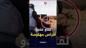 تحري الجريمة | لقاو عندو أقراص مهلوسة.. شاهد كيف ألقى الجمارك القبض على صاحب شاحنة لنقل البضائع