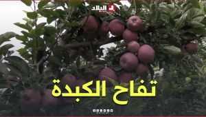 موسم جني "تفاح الكبدة" في باتنة.. جودة عالية ومذاق لا يقاوم.. #شاهدوا