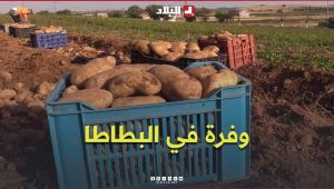 "خير كبير الله يبارك".. إنتاج البطاطا يعزز الوفرة في السوق الوطنية #شاهدوا