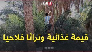 خنشلة: "المنقر" بلح محلي.. يختزن قيمة غذائية وتراثا فلاحيا