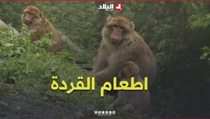 "لقمة من الزائر".. خطر يهدد القردة المكاكية والتوازن البيئي